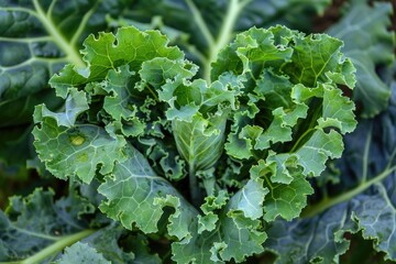 Naklejka premium Heart-Shaped Kale Leaves. Fresh and Healthy Vegetable Food Concept with Natural Cabbage and Brassica Oleracea