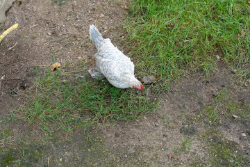close-up of a white Booted Bantam (Gallus gallus domesticus) chicken