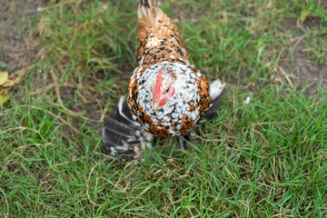 close-up of a brown and white mottled Booted Bantam chicken (Gallus gallus domesticus)