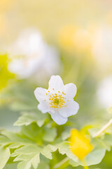 Naklejka premium Kwiaty wiosenne, biały zawilec gajowego (Anemone nemorosa)