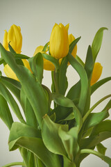 tulipany 