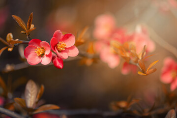 Fototapeta na wymiar Pomarańczowe kwiaty, krzew wiosenny, pigwowiec (Quince) 