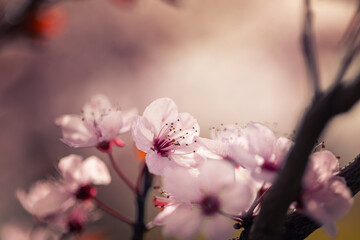 Różowe kwiaty wiśni (Cherry Blossom), wiosenne tło kwiatowe - obrazy, fototapety, plakaty
