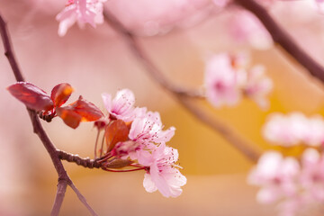 Różowe kwiaty wiśni (Cherry Blossom), wiosenne tło kwiatowe - obrazy, fototapety, plakaty