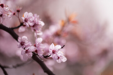 Różowe kwiaty wiśni (Cherry Blossom), wiosenne tło kwiatowe