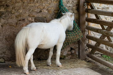 a white French riding pony eats hay from a hanging string basket