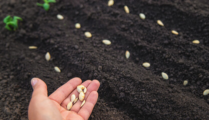 Sow seeds in the garden for rose gardens. selective focus.