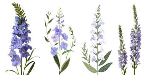 Collection of veronica flowers flat illustration cutout png clipping path isolated on white or transparent background