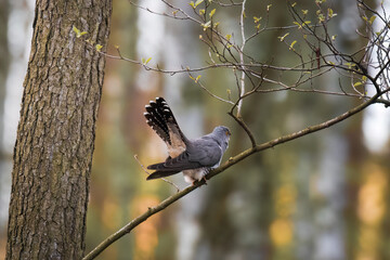 Common cuckoo, Cuculus canorus, a very nice large bird, colorful feathers, makes a very characteristic cuckoo sound. A bird that gives other birds its eggs to incubate. A bird that sings nicely