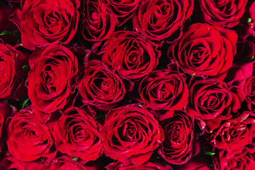 Bouquet of scarlet roses, top view