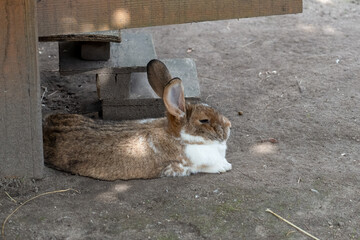 close-up of a young rabbit (Oryctolagus cuniculus) with brown and white fur glistening in the...