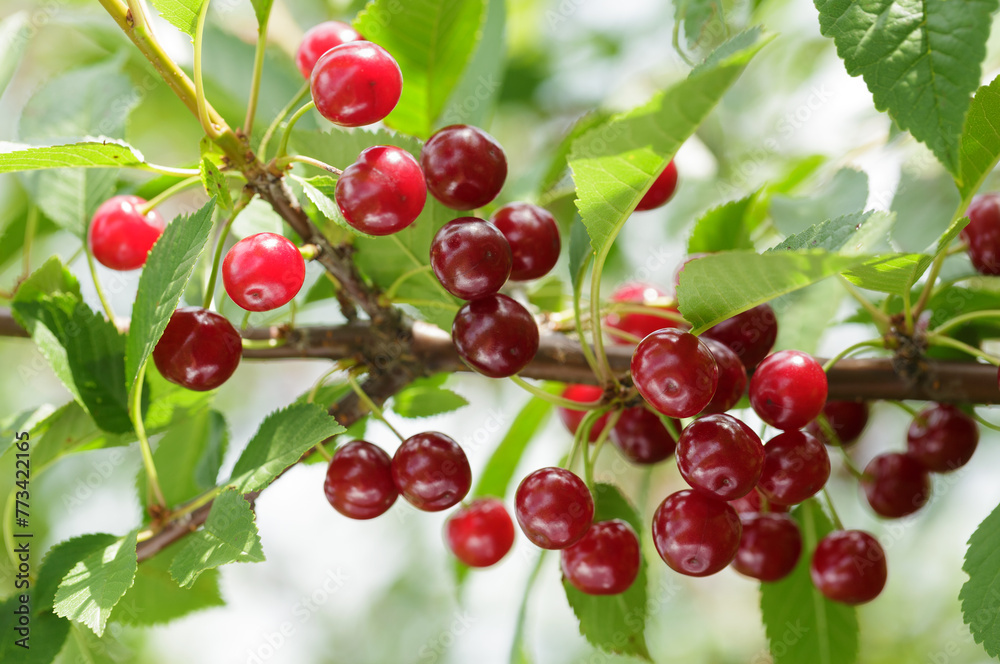 Wall mural fresh ripe red cherries hanging on tree in orchard garden