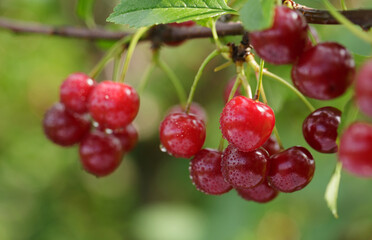 Fresh red cherries on  tree in orchard garden - 773422118