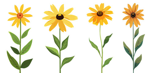 Collection of rudbeckia flowers flat illustration cutout png clipping path isolated on white or transparent background - obrazy, fototapety, plakaty