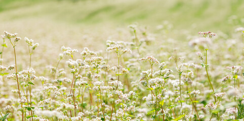 Flowers of buckwheat in a field. Field of buckwheat in summer day