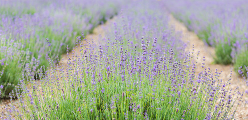 Blooming lavender flowers in field - 773422305
