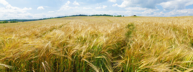 Ripening ears of barley in a field. Field of barley in a summer day. Rural landscape - 773422549