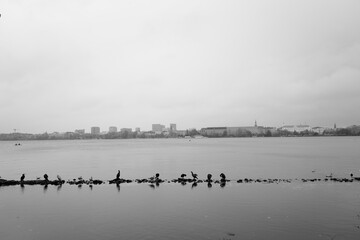 ducks on the lake