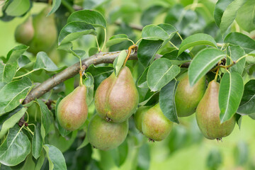 Ripening pears on a tree in orchard garden