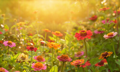 Blooming zinnia flowers in a garden. Sunset or sunrise time. Summer flowers - obrazy, fototapety, plakaty