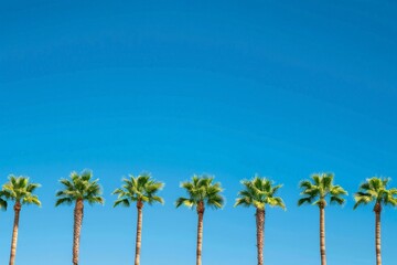 Fototapeta premium A straight row of tall palm trees standing against a clear blue sky