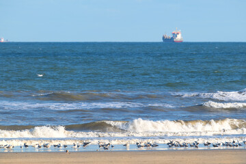 Seagulls at the beach - 773424514