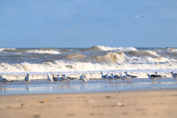 Seagulls at the beach - 773424543