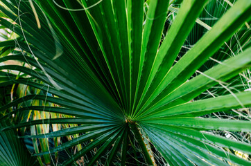 palm tree leaves