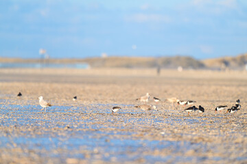 Seagulls and oyster catchers at the beach - 773424587