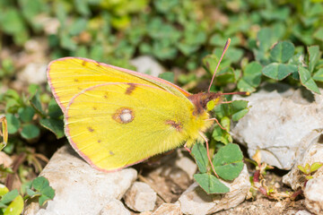 Clouded Yellow butterfly, Colias Croceus