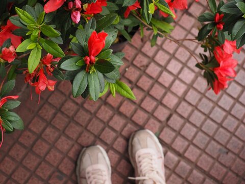 VENTA DE PLANTAS EN LA CIUDAD