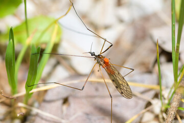 Selective focus on Limoniid Cranefly with red mites on its back, Limonia Nussbaumi
