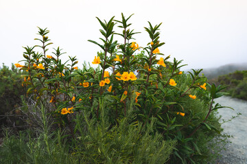 Bush Monkey Flower, tall shrub with beautiful orange-yellow flowers, Mimulus aurantiacus (Diplacus) in bloom. Montana de Oro State Park, California - 773427321