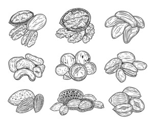 Vector various nuts hand-drawn illustrations, nut kernels and shells