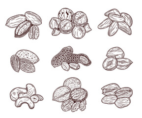 Vector various nuts hand-drawn illustrations, nut kernels and shells