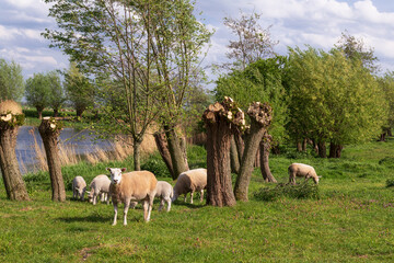 Sheep graze in the meadow in early spring.