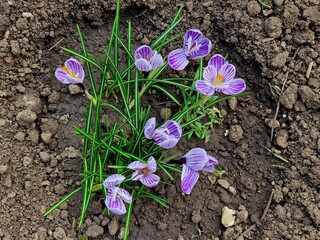 Crocus flowers grow in the ground in the vegetable garden