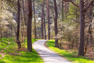 Cycling and walking path through the flowering trees in the Jessurunbos nature reserve, near Soest.