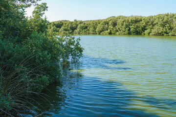 Calm peaceful lake. Wetland natural landscape, marsh and lake, and a beautiful cloudy sky