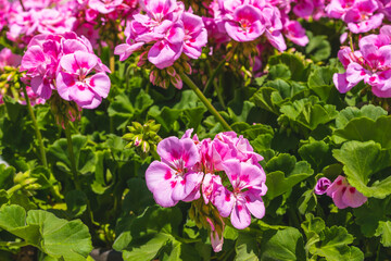 Variety of plants and flowers for sale at a garden nursery. Blossom geranium close-up outdoors