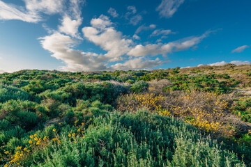 Naklejka premium Wilderness area. Shrubs, and wildflowers. Colony of Silvery Lupine (Lupinus argenteus), beautiful the pea-like blue wildflowers in bloom, and the cloudy sky