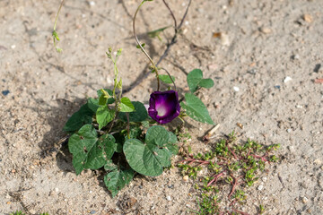 close-up of a morning glory, Ipomoea Purpurea (Grandpa Otts) rich purple crocus flower