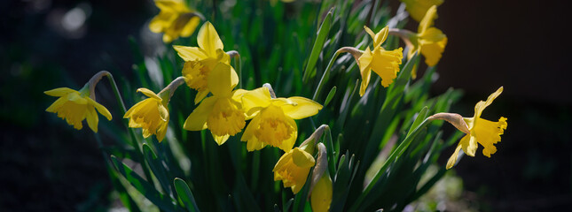 Picturesque panorama of Narcissus.Terry daffodil. Panorama of flowers in the garden.