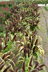 a row of ornamental millet, cattail, bulrush, or pearl millet, Pennisetum glaucum. Aka cattail,...