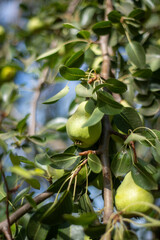 fresh pears on a pear tree