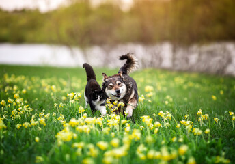 furry friends, a black cat and a cheerful dog are running side by side along a green meadow on a sunny spring day
