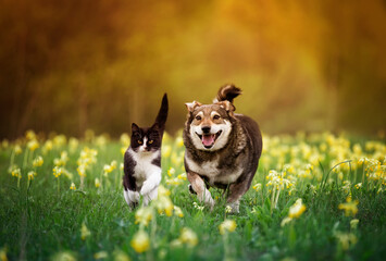 fluffy friends a cat and a cheerful dog are running through a green meadow on a sunny spring day