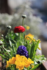 Kwiaty balkonowe wiosenne: hiacynt, żonkile, jaskry. Kolorowe kwiaty w skrzynkach balkonowych. Miniogród kolorowy na balkonie w mieście