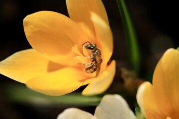 W krokusie mieszka pseudosmuklik - dzika pszczoła. Owad w żółtym kwiatku wiosenny.
