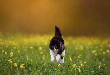 clever cat runs jumping high across a green meadow on a sunny spring day